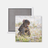 Aimant Young Baboon (Recto/Verso)