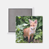 Aimant Young Fox 1 (Recto/Verso)