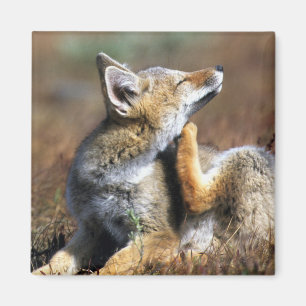 Aimant Young Gray Fox at Torres Del Paine National Park
