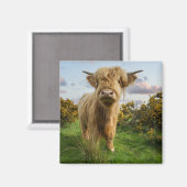 Aimant Young Highland Cow (Recto/Verso)