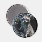 Aimant Young Raccoon (Recto/Verso)