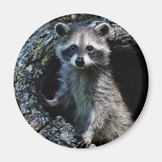 Aimant Young Raccoon (Devant)