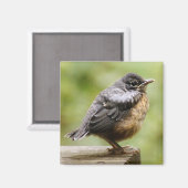 Aimant Young Robin (Recto/Verso)