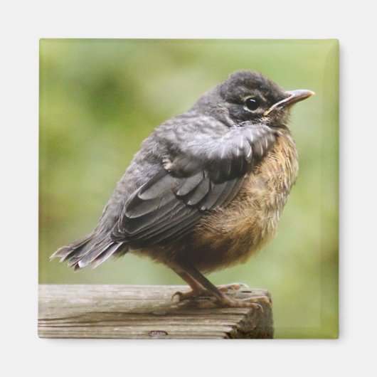 Aimant Young Robin (Devant)