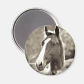 Aimant Young Stallion (Recto/Verso)