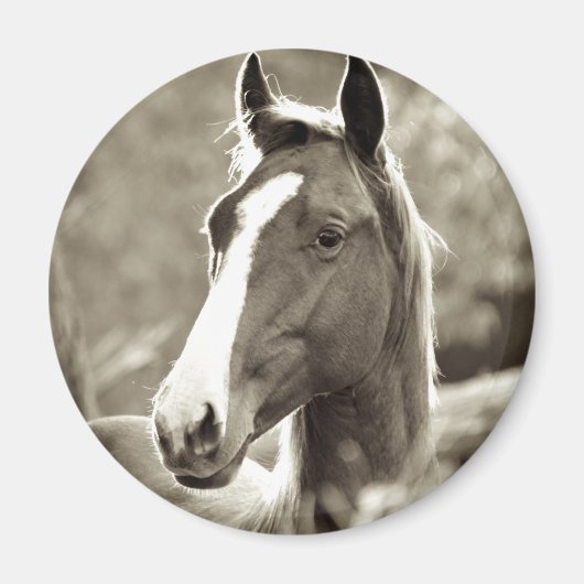 Aimant Young Stallion (Devant)