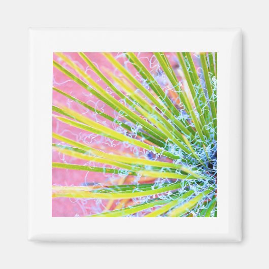 Aimant Yucca psychédélique (Devant)