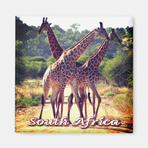 Aimant ZA - Afrique du Sud - Giraffes
