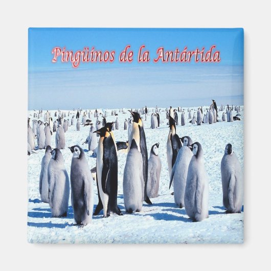 Aimant zAR026 - PENGUINS d'ANTARCTIQUE, Argentine, Réfrig (Devant)
