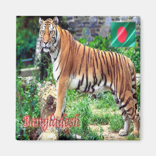 Aimant zBD006 Le Tigre Royal du Bengale, Bangladesh, Asie