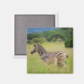 Aimant Zebra bébé et maman (Recto/Verso)