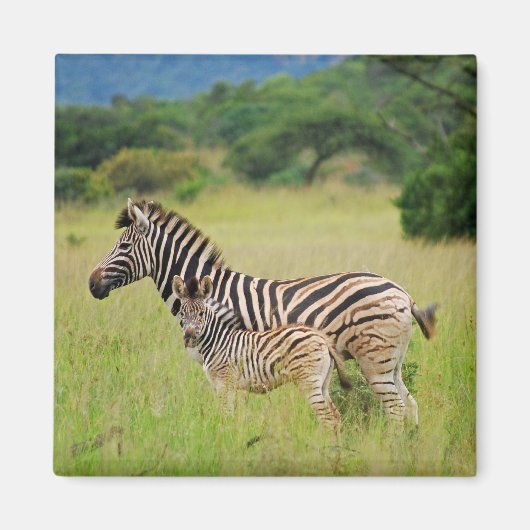 Aimant Zebra bébé et maman (Devant)
