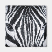 Aimant Zebra closeup image (Devant)
