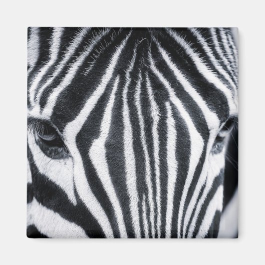Aimant Zebra closeup image (Devant)