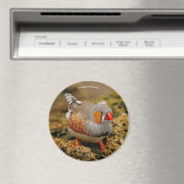 Aimant Zebra Finch sur les rochers (In Situ (Lave-vaisselle))