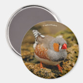 Aimant Zebra Finch sur les rochers (Recto/Verso)