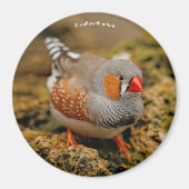 Aimant Zebra Finch sur les rochers (Devant)