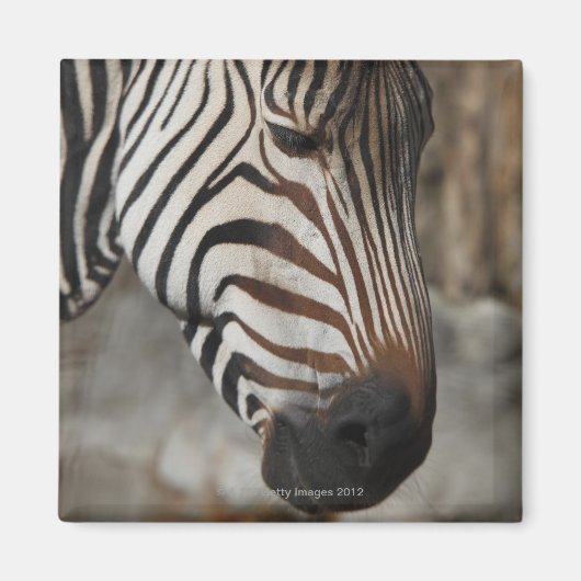 Aimant Zebra, gros plan (Devant)