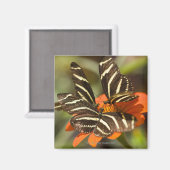 Aimant Zebra Longwing (heliconius charitonia) sur fleur (Recto/Verso)