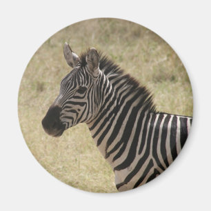 Aimant zebra mane