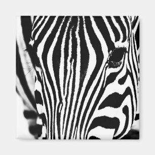 Aimant Zebra portrait noir et blanc
