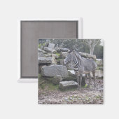 Aimant Zebra posant (Recto/Verso)