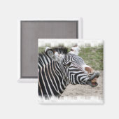 Aimant Zebra souriant (Recto/Verso)