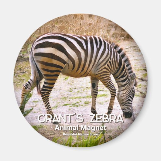 Aimant zèbre de Grant magnétique (Devant)