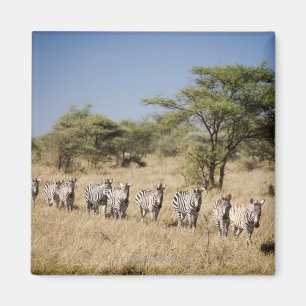 Aimant Zèbre de migration, Tanzanie