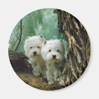 Aimant Zest et Donna (Mère et Fille Prendre 2)