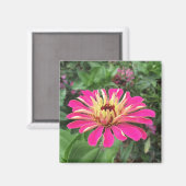 Aimant ZINNIA - Vibrant rose et crème - (Recto/Verso)