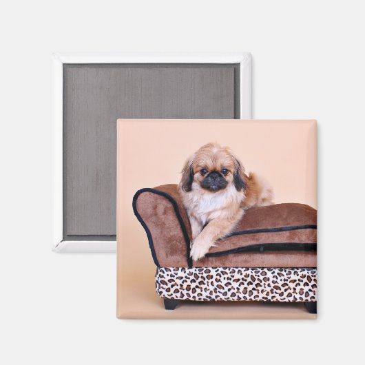 Aimant Zoe - Pekingese (Recto/Verso)