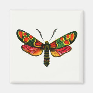 Aimant Zygaena carniolica - La teigne de Burnet Crepuscul