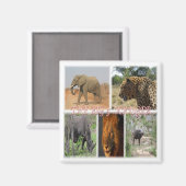 Aimant zZA035 AFRIQUE DU SUD Big 5 In Kruger N.P. Fridge (Recto/Verso)