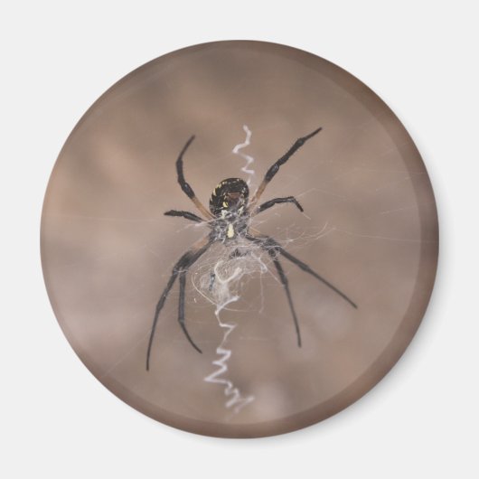 Aimants araignées (Devant)