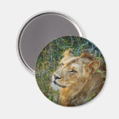 Aimants frigo pour lion mâle d'Afrique (Recto/Verso)