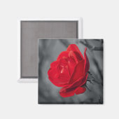 Aimants Rose Rouge (Recto/Verso)