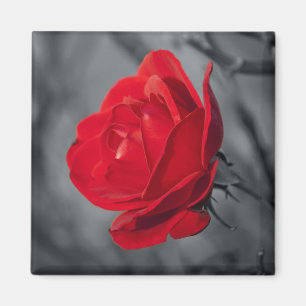 Aimants Rose Rouge