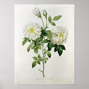 Aime Vibere gegraveerd door Eustache Hyacinthe Poster