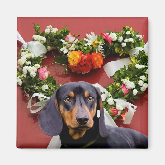 Aimer aimant Dachsund (Devant)