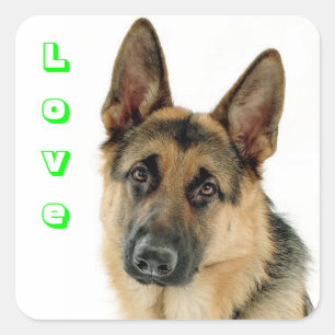 Aimer Allemand Berger Chien Chien Chien Stickers