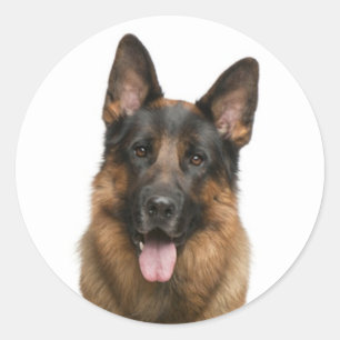 Aimer Allemand Berger Chien Chien Chien Stickers