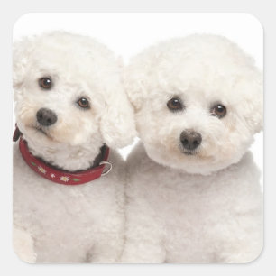 Aimer Bichon Frise Puppy Dog Stickers
