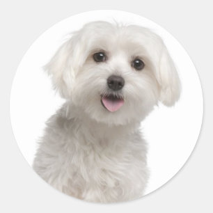 Aimer Blanc Maltais Chien Chien Chien Stickers Sce