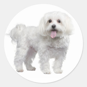 Aimer Blanc Maltais Chien Chien Chien Stickers Sce