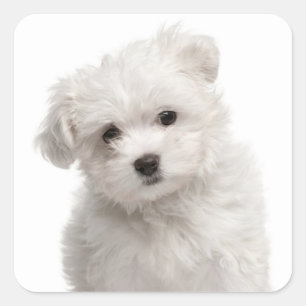 Aimer Blanc Maltais Chien Chien Chien Stickers Sce