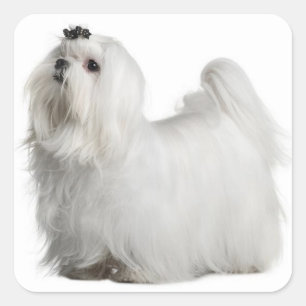 Aimer Blanc Maltais Chien Chien Chien Stickers Sce