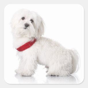 Aimer Blanc Maltais Chien Chien Chien Stickers Sce