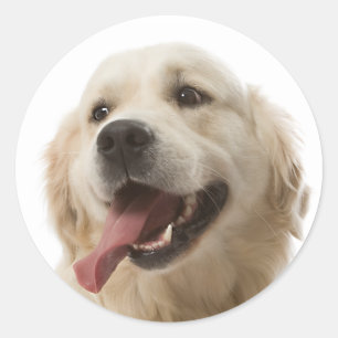 Aimer Golden Retriever Puppy Dog Stickers