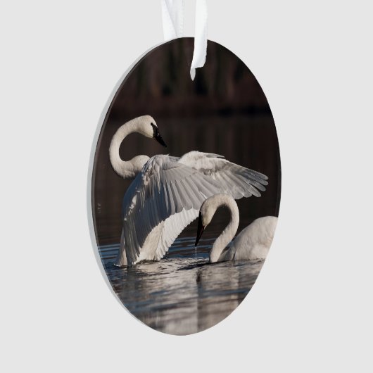 Aimer les cygnes (devant)